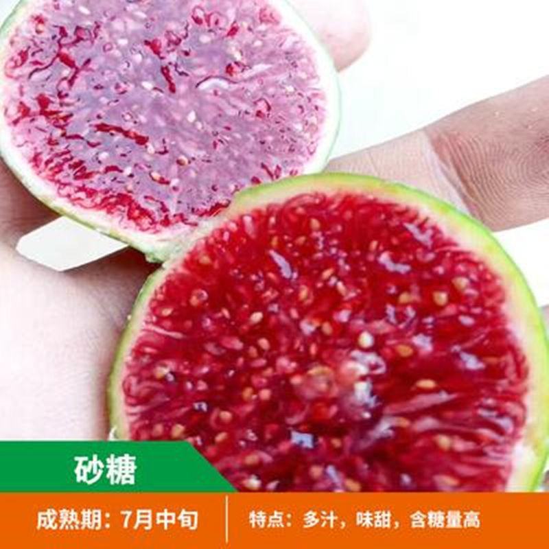 无花果苗，地栽盆栽都可以，南北方都可以种植，耐寒，基地直
