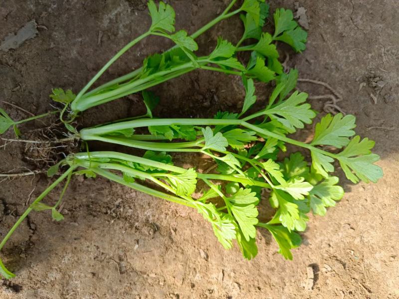 常年销售优质法国皇后芹菜苗，大量供应，全国接单