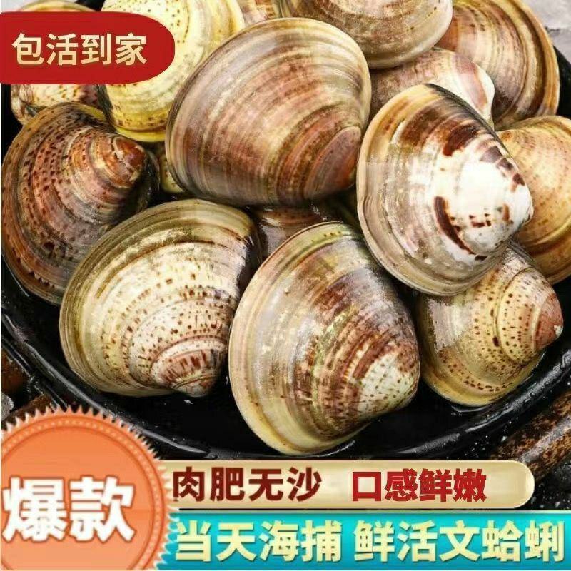 鲜活花甲美贝无沙花甲大蛤蜊海鲜贝类鲜活蚬子花蛤海鲜包邮