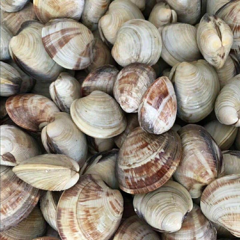 鲜活花甲美贝无沙花甲大蛤蜊海鲜贝类鲜活蚬子花蛤海鲜包邮