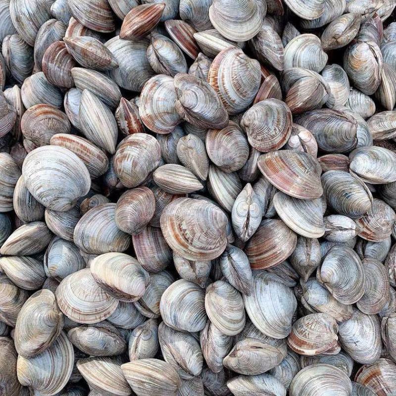 鲜活花甲美贝无沙花甲大蛤蜊海鲜贝类鲜活蚬子花蛤海鲜包邮