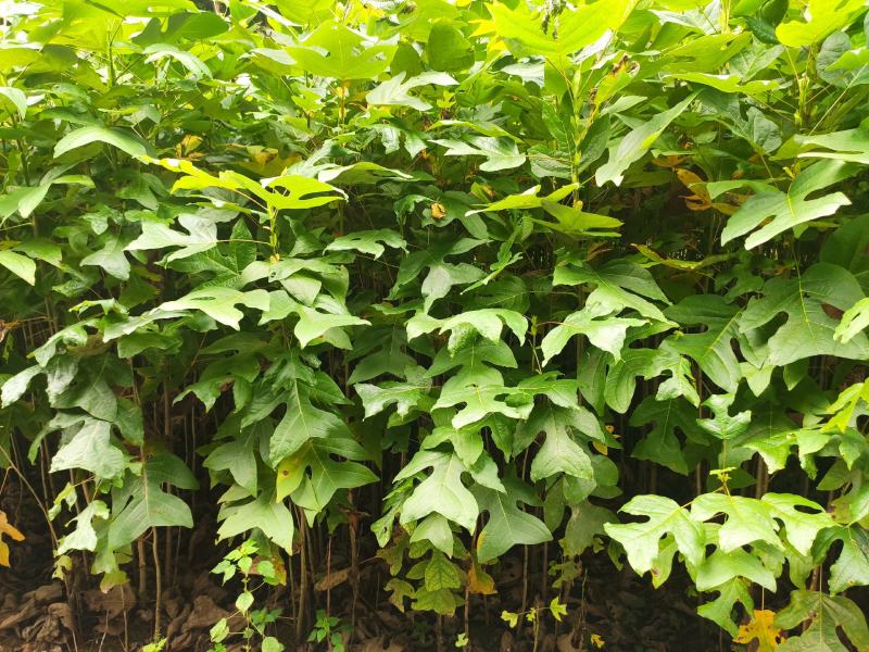 马褂木鹅掌楸规格齐全大量现货免费提供种植技术