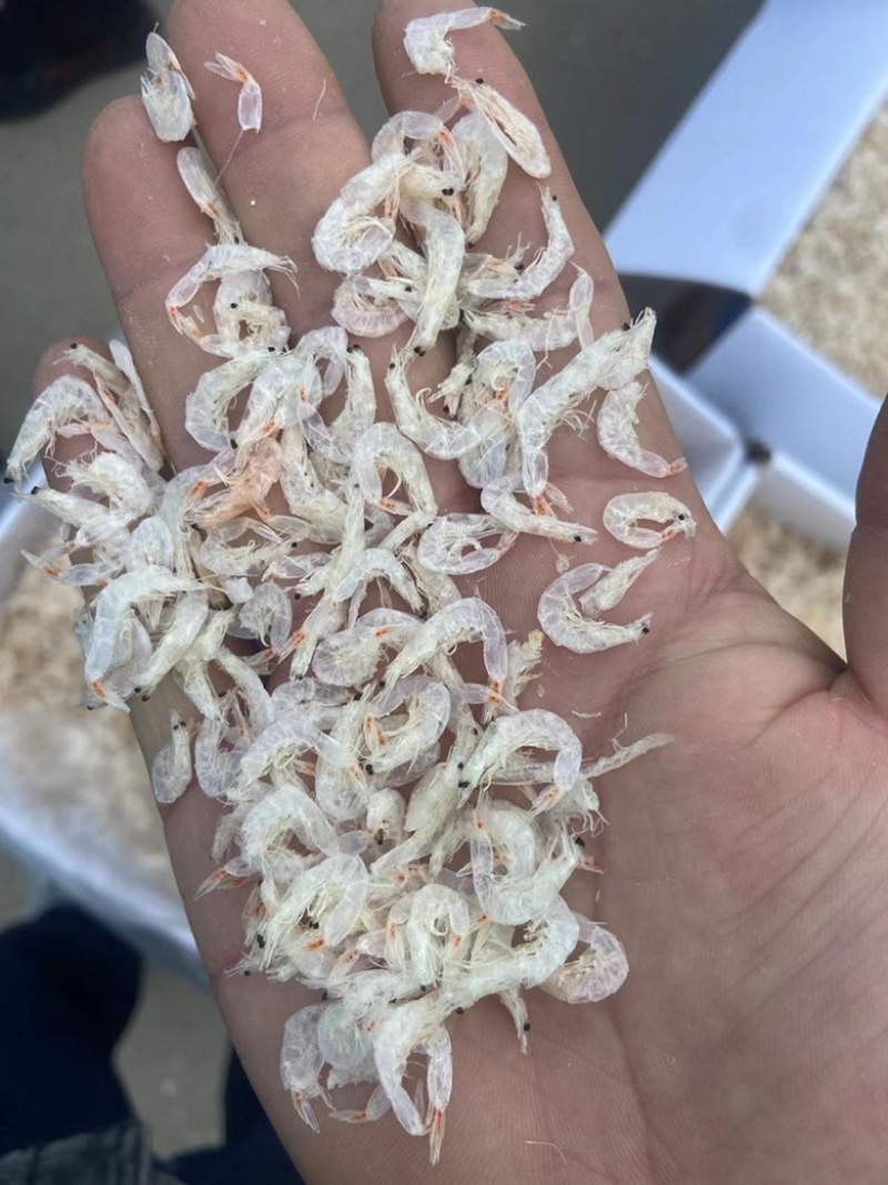 山东省渤海湾无盐淡干虾皮现货速发新鲜一级