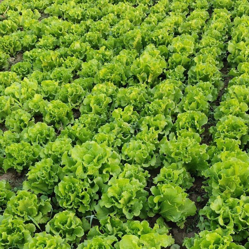 【河南生菜】基地直发代收代办一条龙500斤起批欢迎