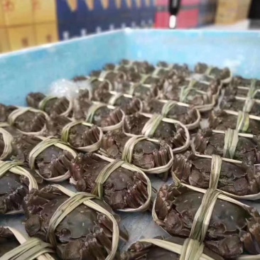 小龙虾大闸蟹