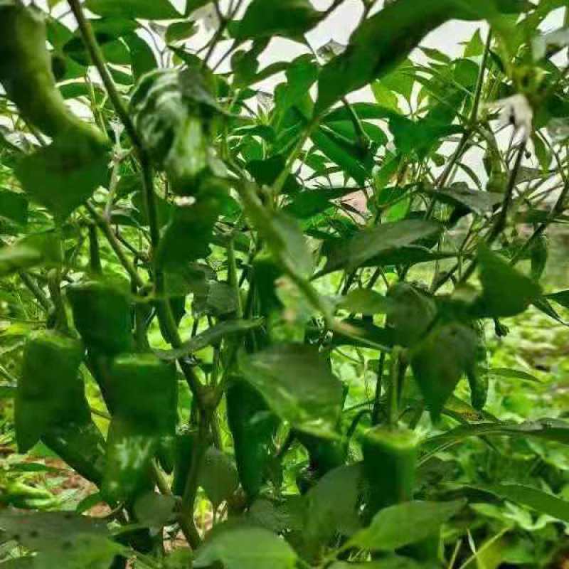 余干椒全国发货诚信经营货源充足量大从优