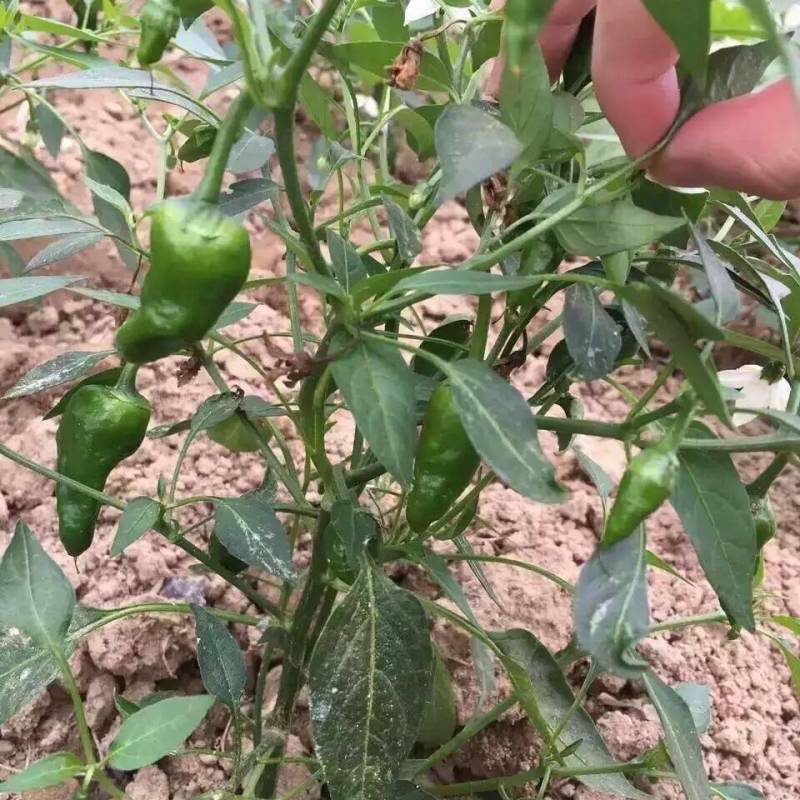 余干椒全国发货诚信经营货源充足量大从优