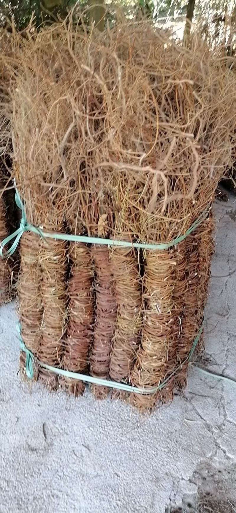 长扎鸡骨草