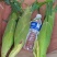 泰阳花六号大量上市，口感好，口感翠甜，个头大皮毛好无虫