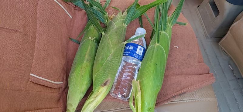 泰阳花六号大量上市，口感好，口感翠甜，个头大皮毛好无虫