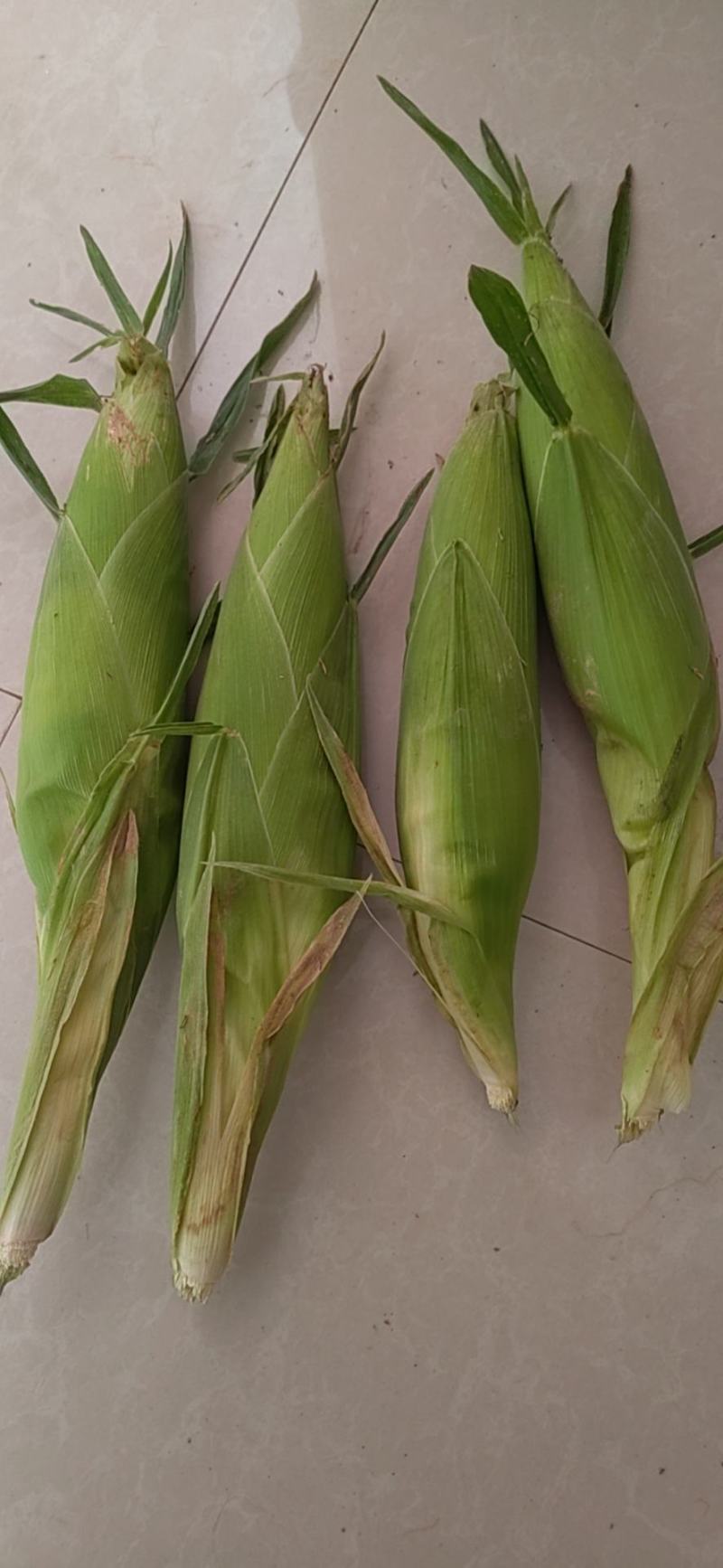 泰阳花六号大量上市，口感好，口感翠甜，个头大皮毛好无虫