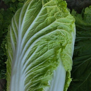 黄心大白菜