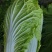 黄心大白菜