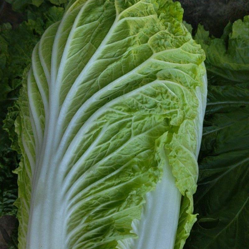 黄心大白菜
