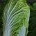 黄心大白菜