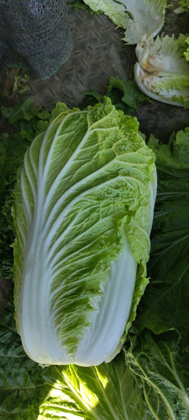 黄心大白菜