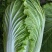 黄心大白菜