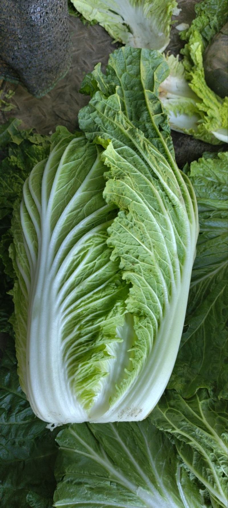 黄心大白菜