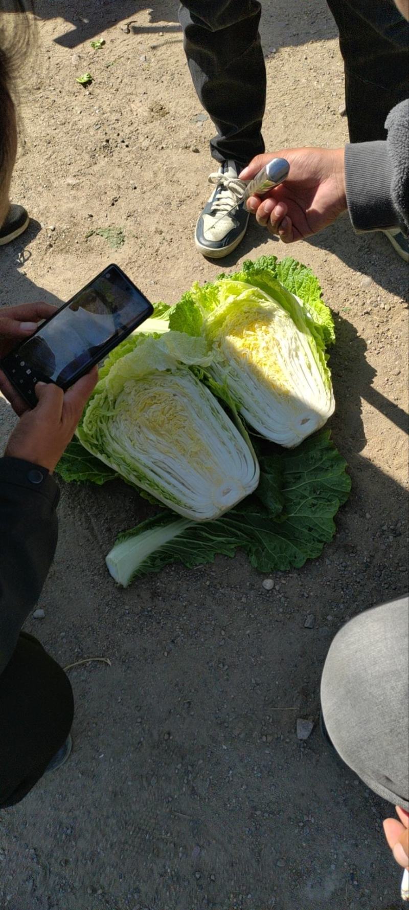 黄心大白菜