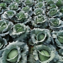 大量上市农家肥包包菜