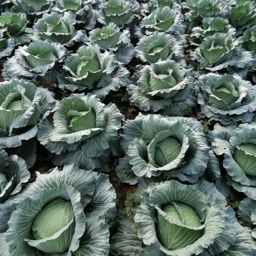 大量上市农家肥包包菜