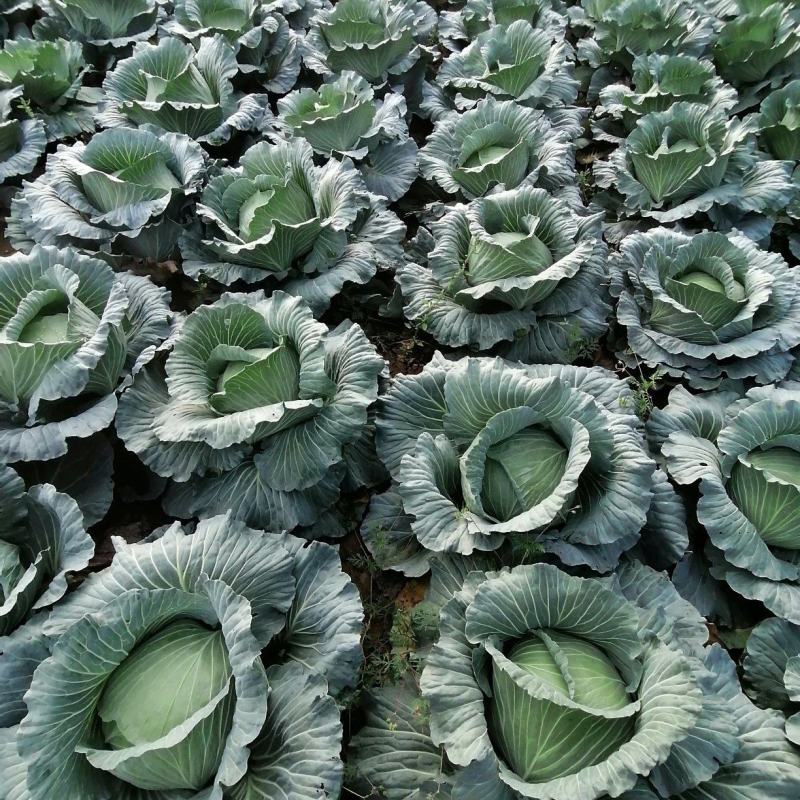 大量上市农家肥包包菜