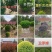 小叶黄杨球瓜子黄杨球精品工程绿化公园庭院花镜点缀观赏苗木