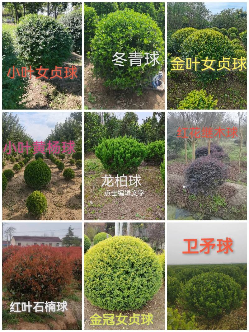 小叶黄杨球瓜子黄杨球精品工程绿化公园庭院花镜点缀观赏苗木