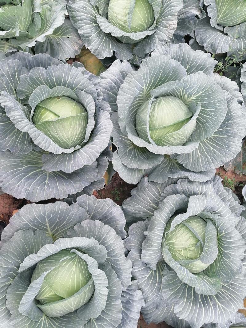 大量上市农家肥包包菜