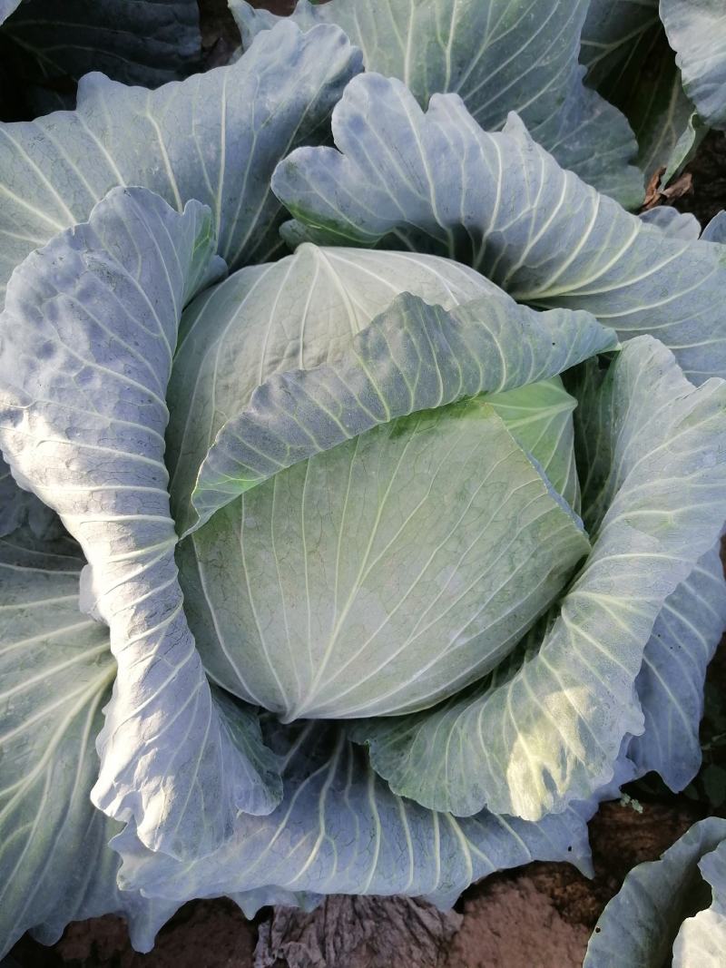 大量上市农家肥包包菜