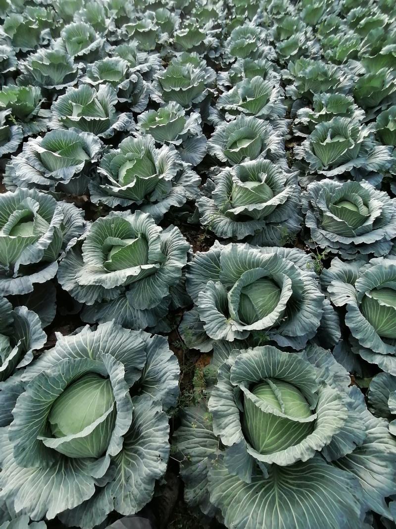 大量上市农家肥包包菜
