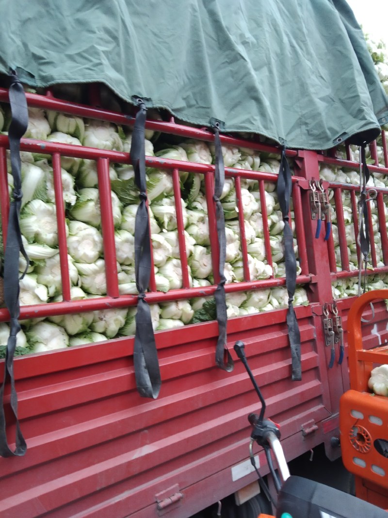 高山生态养生大白菜