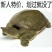 水鱼甲鱼鲜活包邮海鲜水产品生态放养王八鱼火锅食材2斤左右