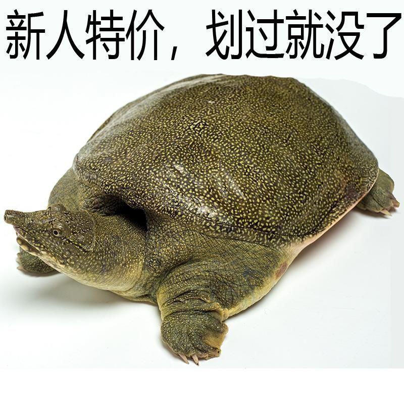 水鱼甲鱼鲜活包邮海鲜水产品生态放养王八鱼火锅食材2斤左右