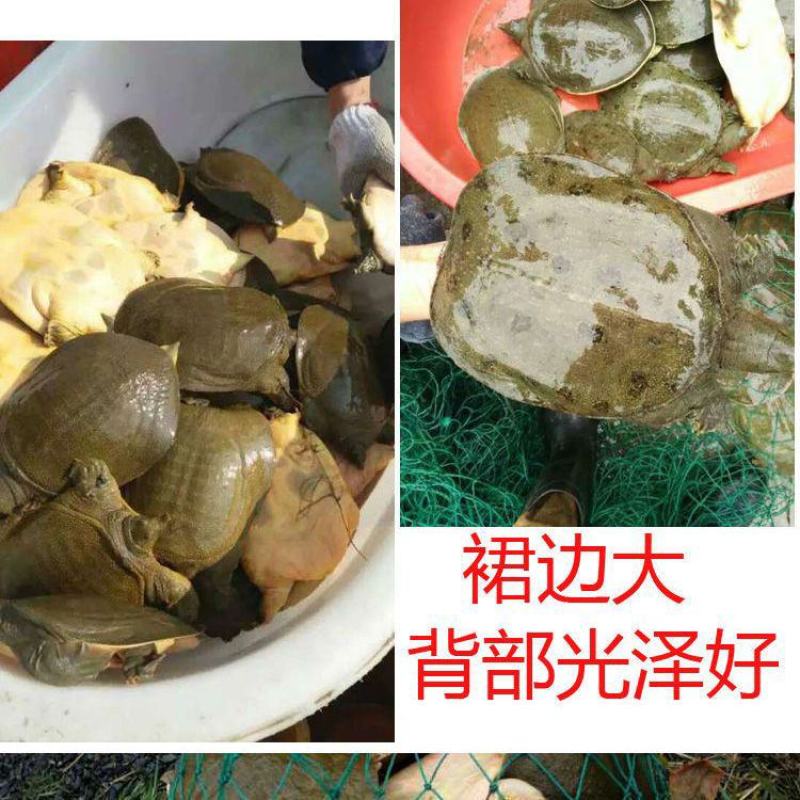 水鱼甲鱼鲜活包邮海鲜水产品生态放养王八鱼火锅食材2斤左右