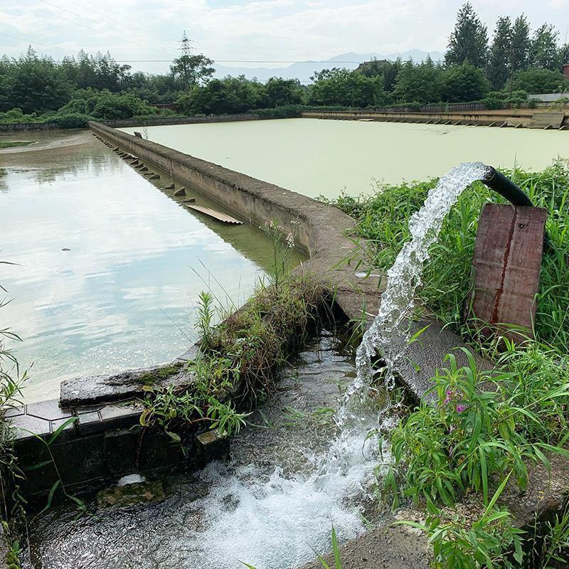 水鱼甲鱼鲜活包邮海鲜水产品生态放养王八鱼火锅食材2斤左右
