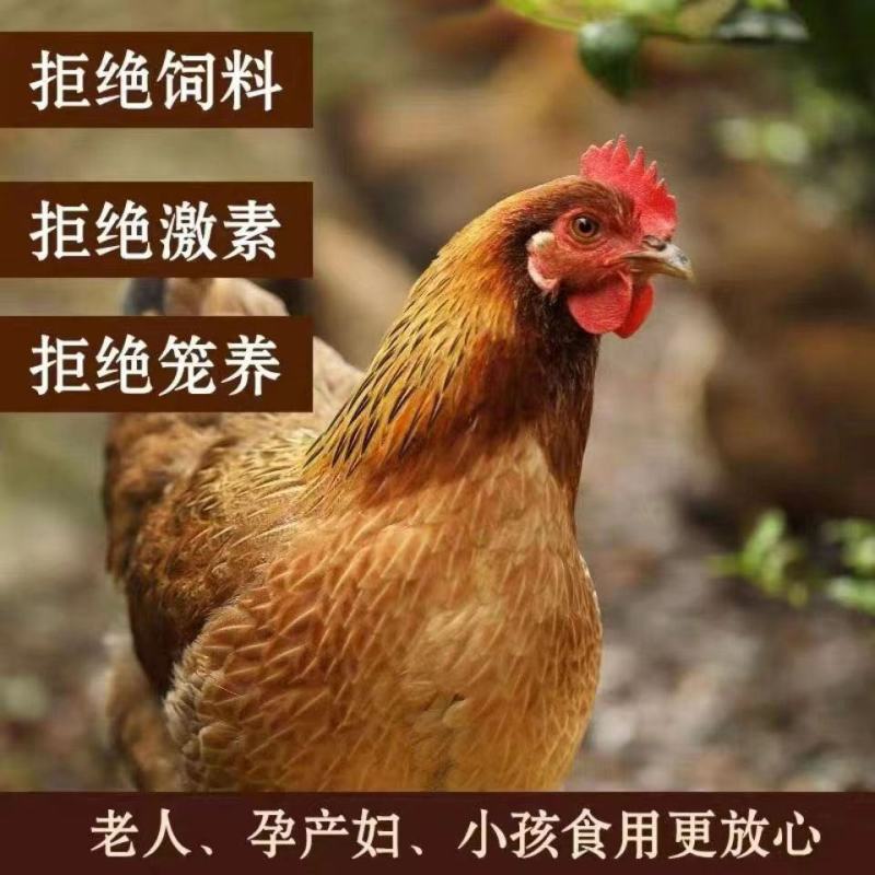 正棕打疫苗土鸡山鸡鲜活冷冻发货现杀老母鸡包邮。]
