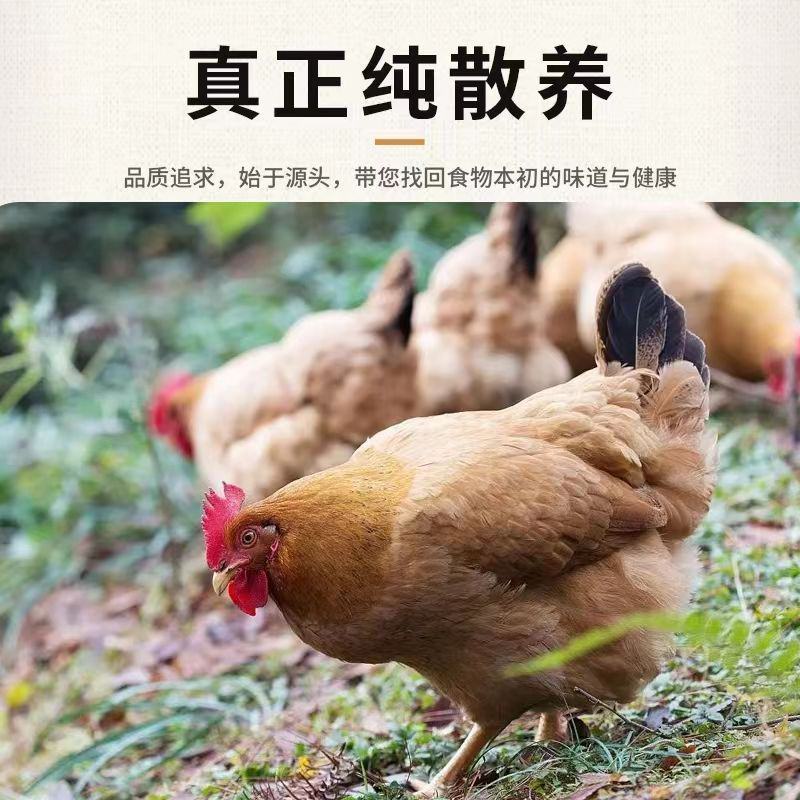 正棕打疫苗土鸡山鸡鲜活冷冻发货现杀老母鸡包邮。]