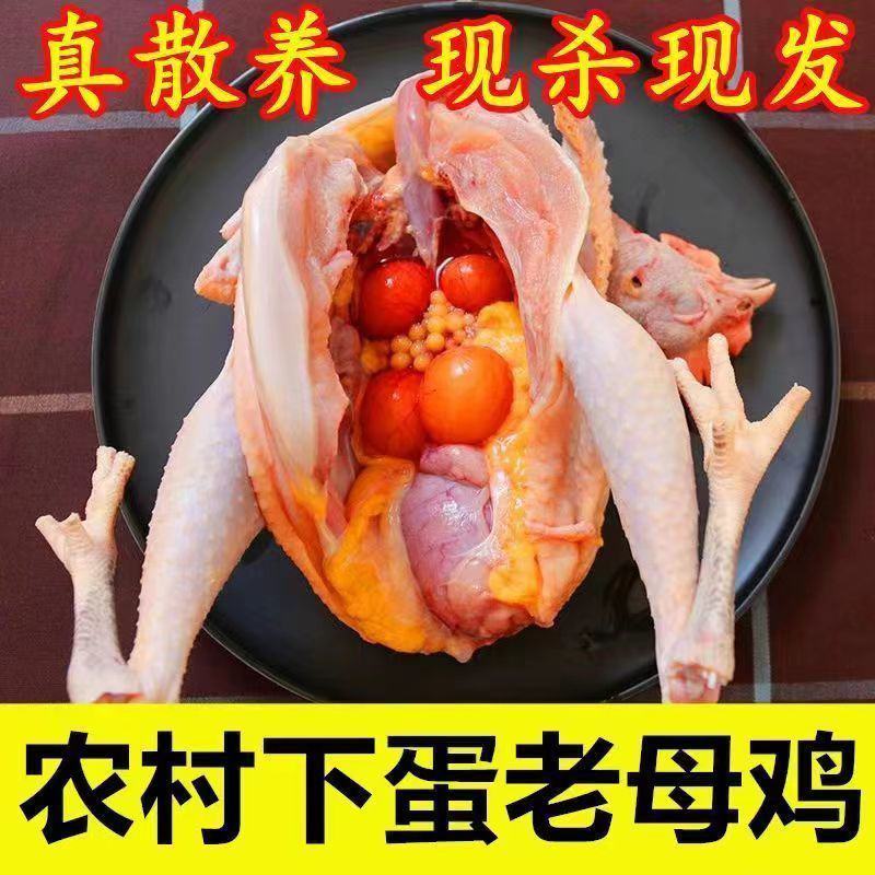 正棕打疫苗土鸡山鸡鲜活冷冻发货现杀老母鸡包邮。]