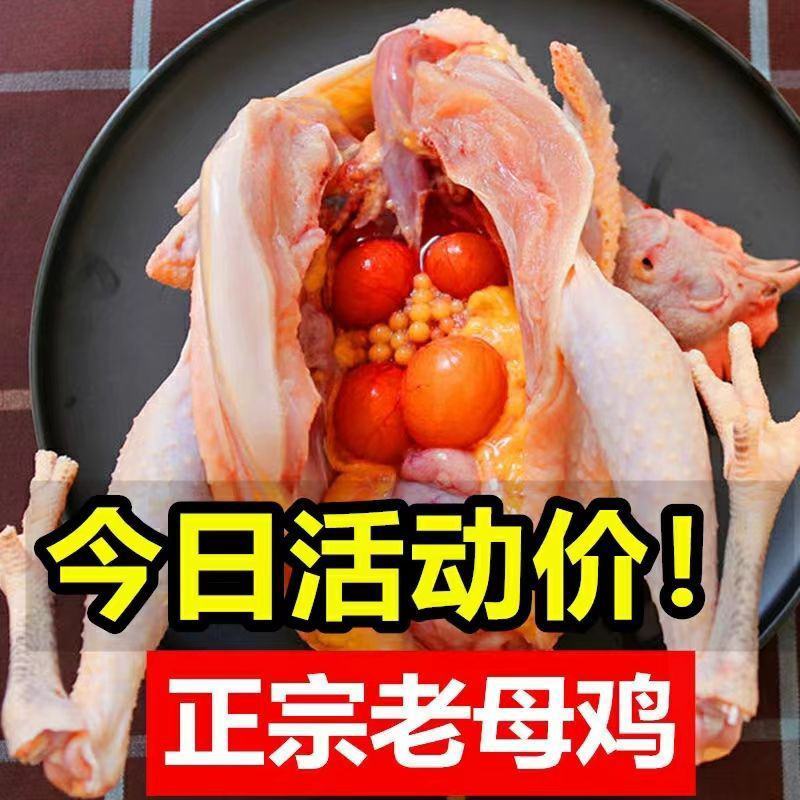 正棕打疫苗土鸡山鸡鲜活冷冻发货现杀老母鸡包邮。]