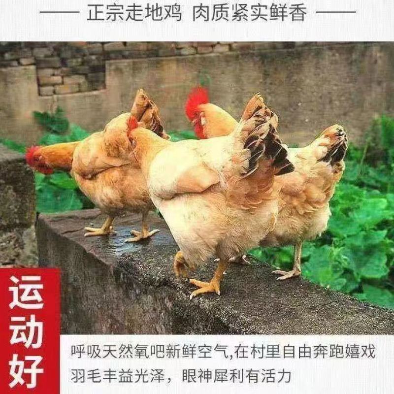 正棕打疫苗土鸡山鸡鲜活冷冻发货现杀老母鸡包邮。]