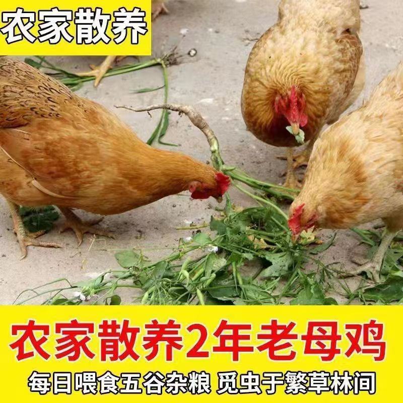正棕打疫苗土鸡山鸡鲜活冷冻发货现杀老母鸡包邮。]