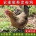 正棕打疫苗土鸡山鸡鲜活冷冻发货现杀老母鸡包邮。]
