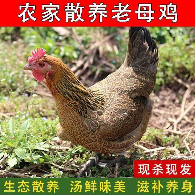 正棕打疫苗土鸡山鸡鲜活冷冻发货现杀老母鸡包邮。]