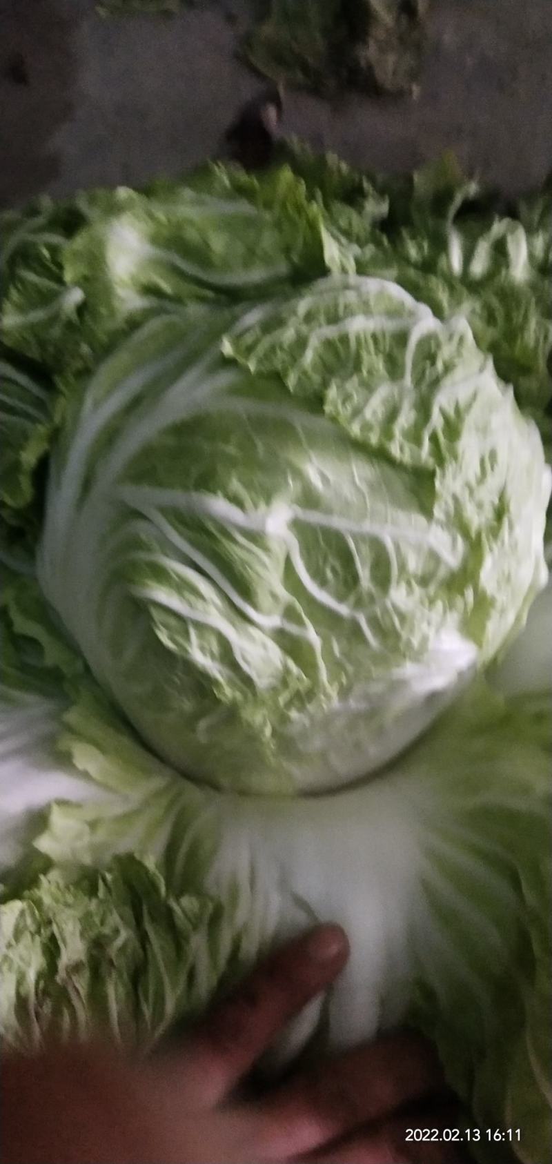 河南省开封，白菜大量上市，有需要的欢迎定购，