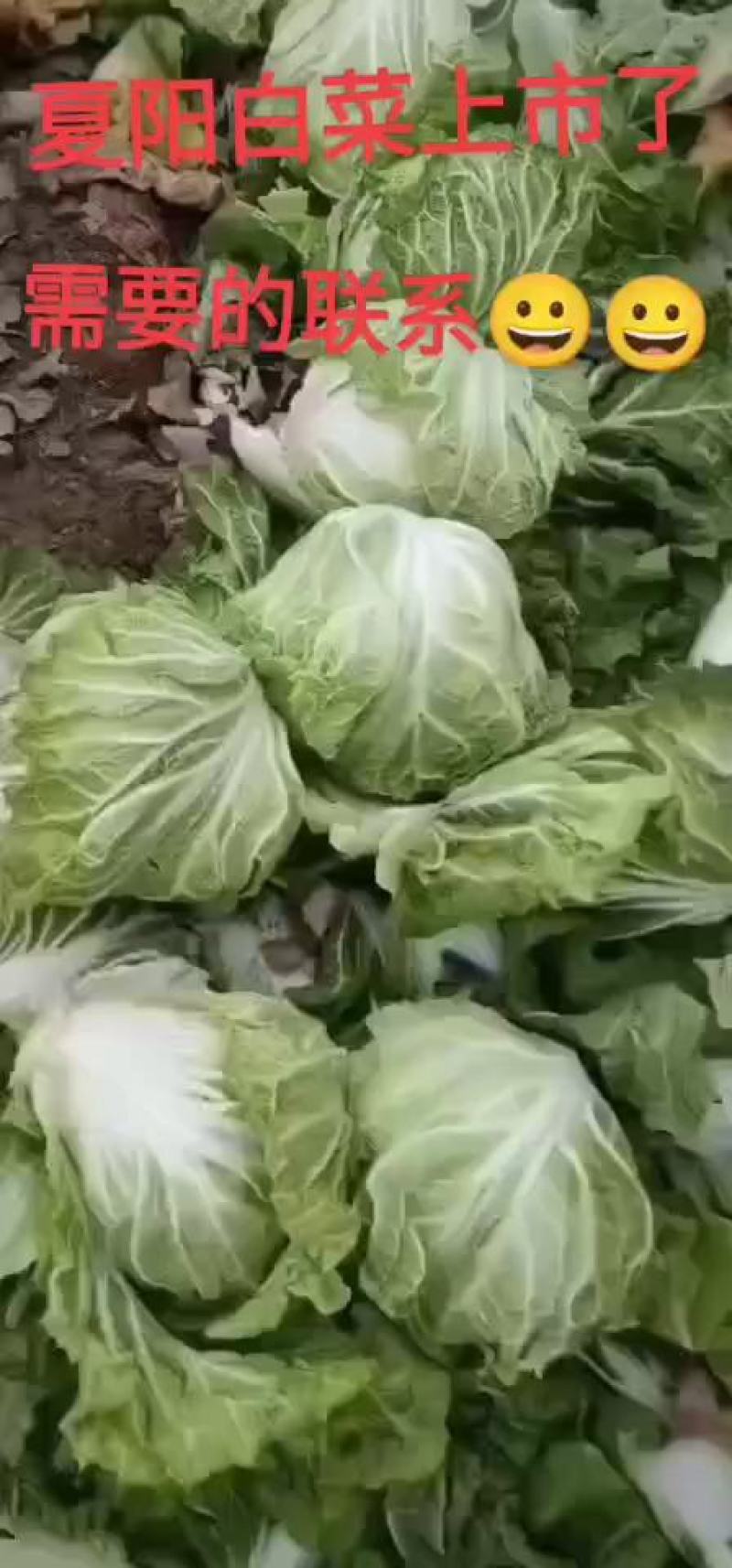 河南省开封，白菜大量上市，有需要的欢迎定购，
