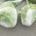 河南省开封,白菜大量上市,有需要的欢迎定购,