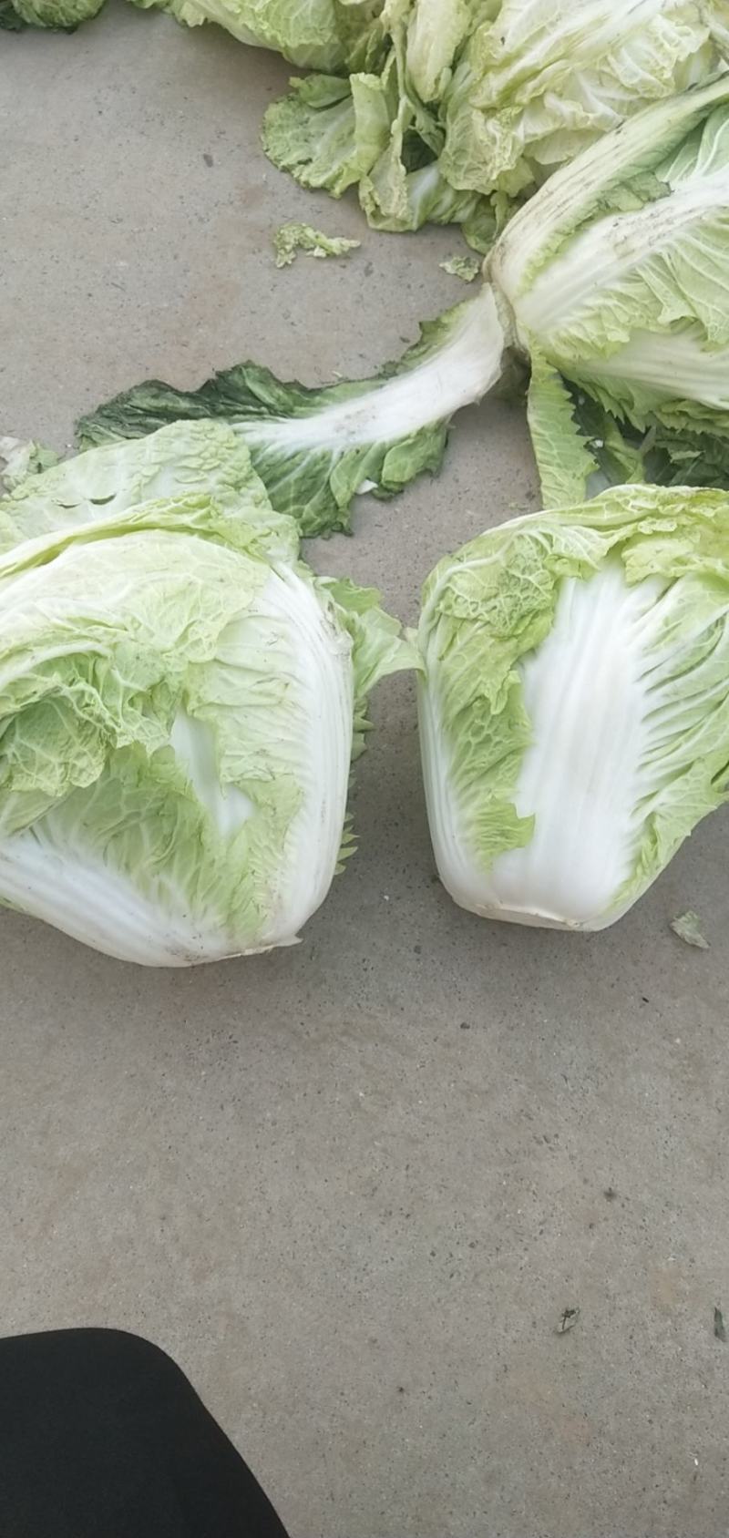 河南省开封，白菜大量上市，有需要的欢迎定购，
