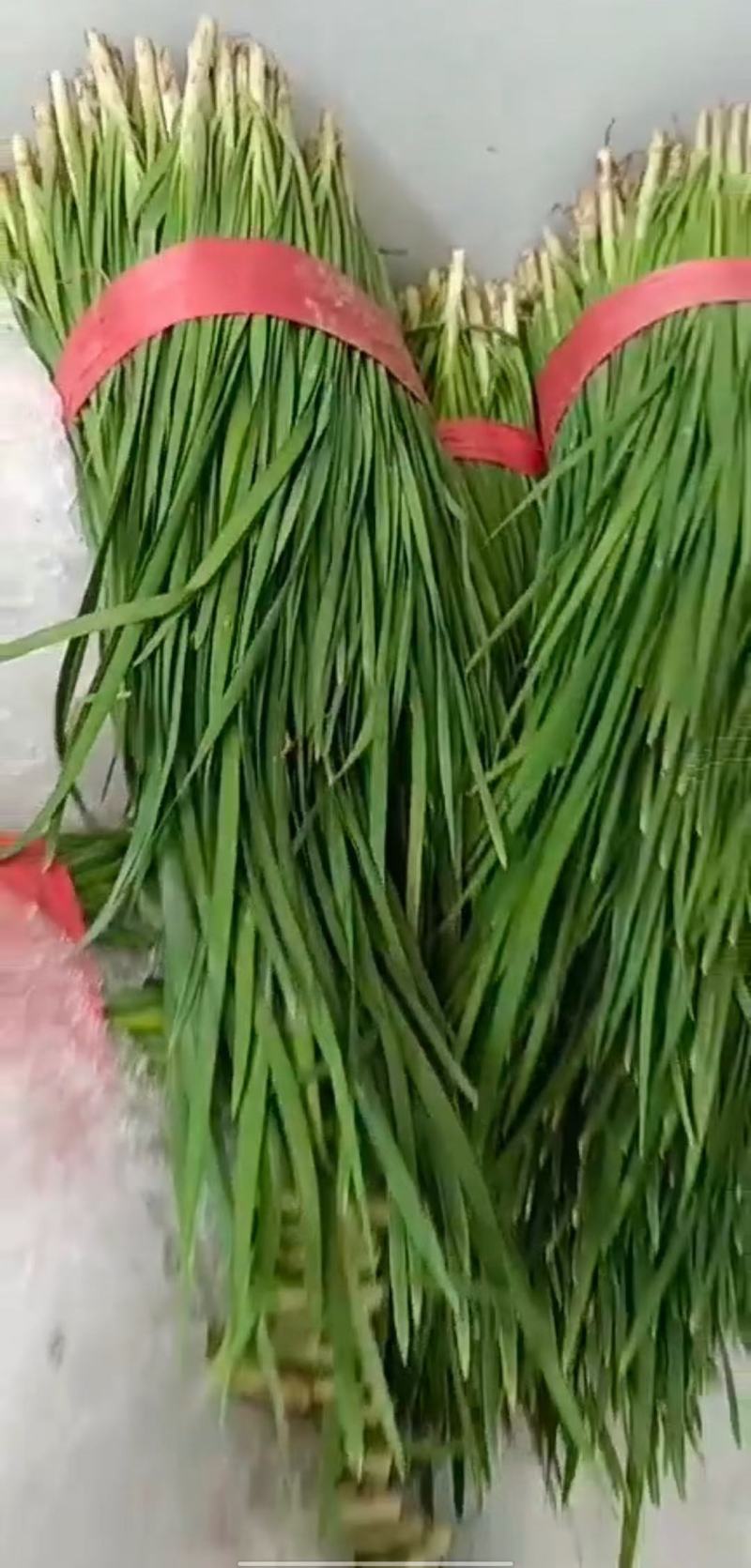 韭菜长期大量有货，露地，大棚货长期供应可以提供加冰，分拣
