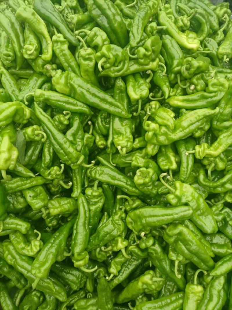 鲜辣椒薄皮辣椒线椒陇椒货源稳定货源充足量大